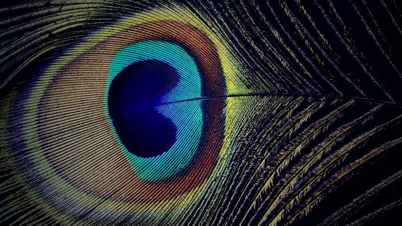 Перо павлина обои