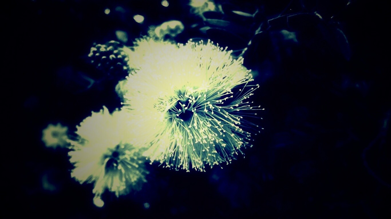 Сказочный цветок обои