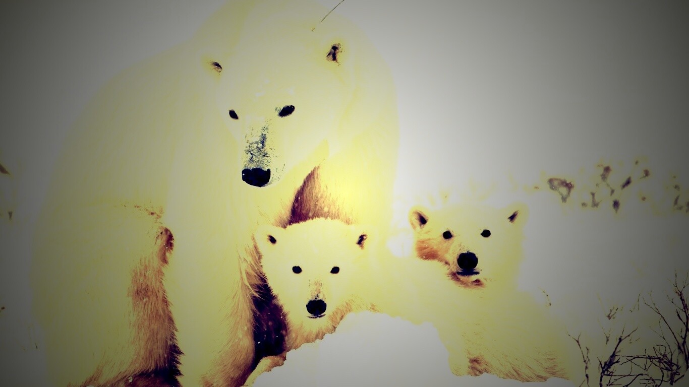 Белые медведи обои