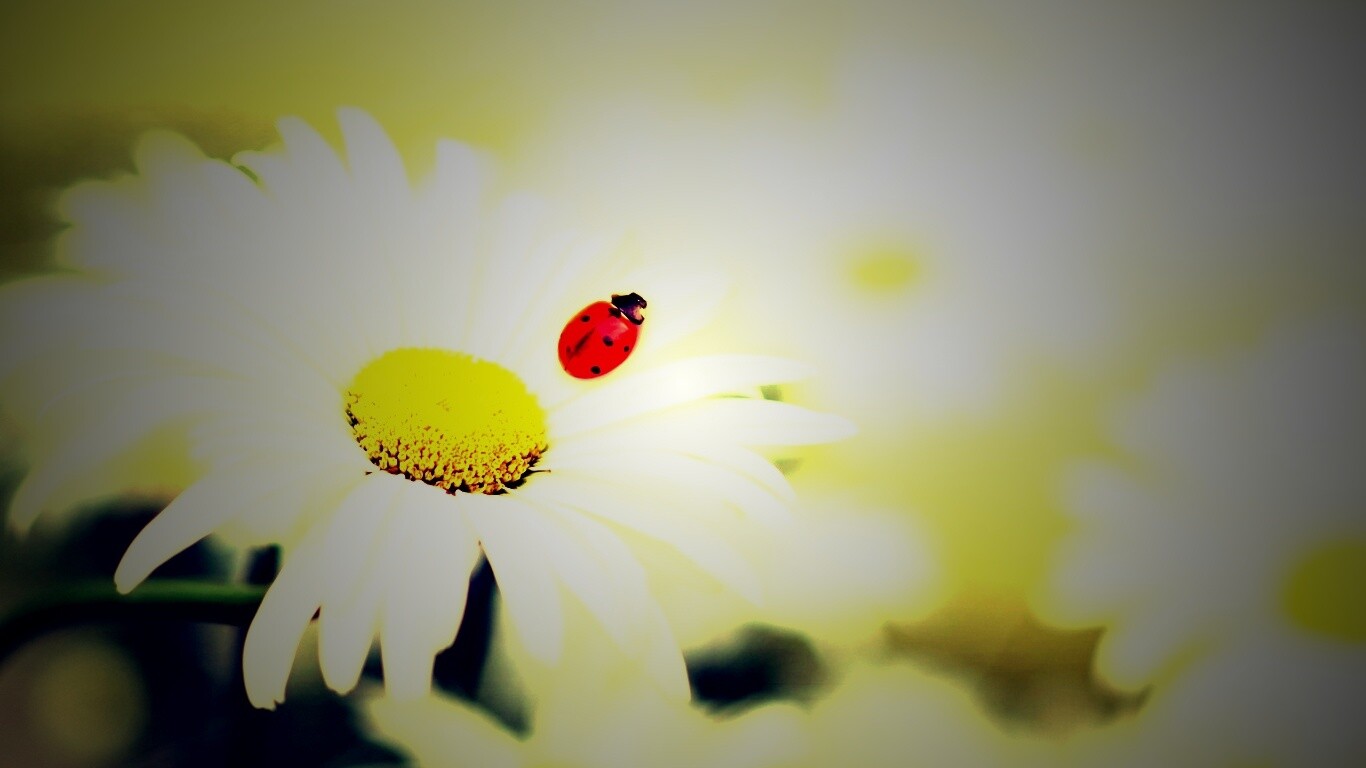 Божья коровка обои