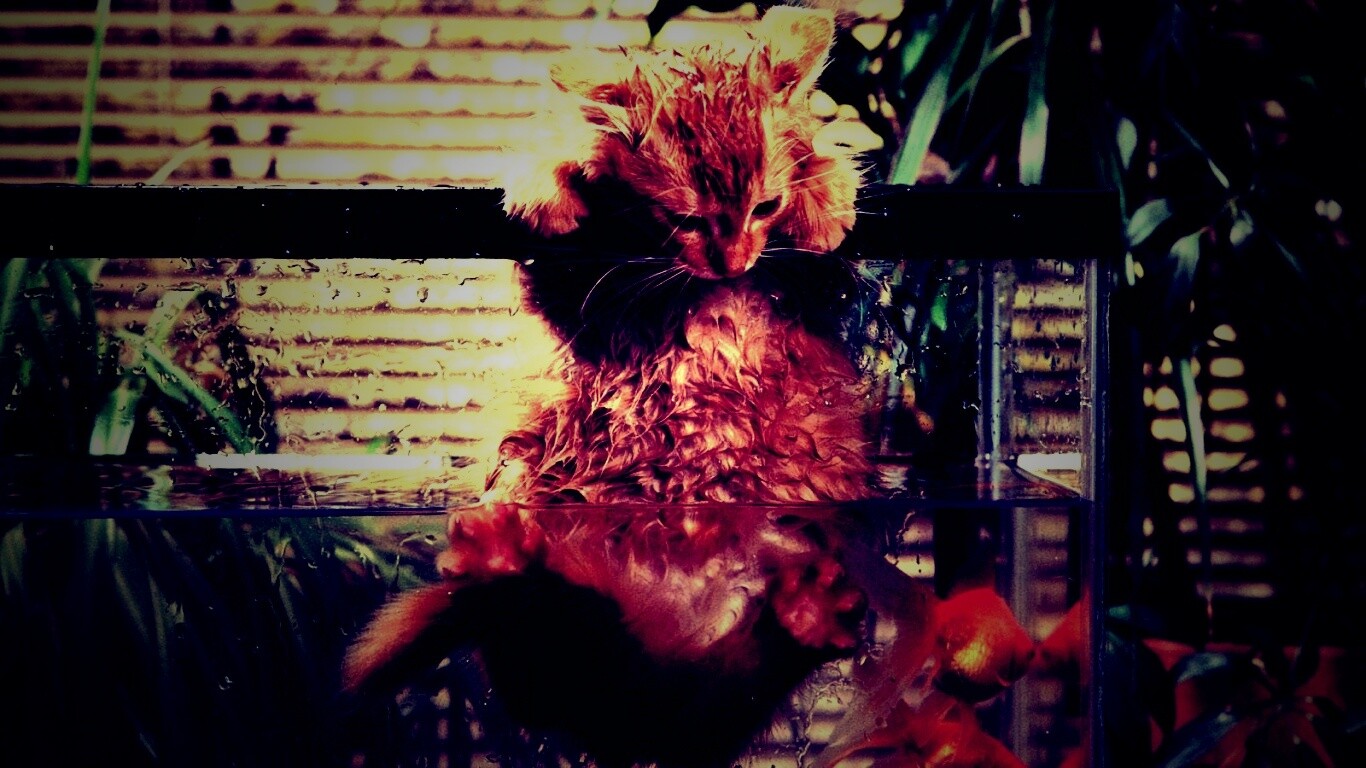 Мокрая киска обои