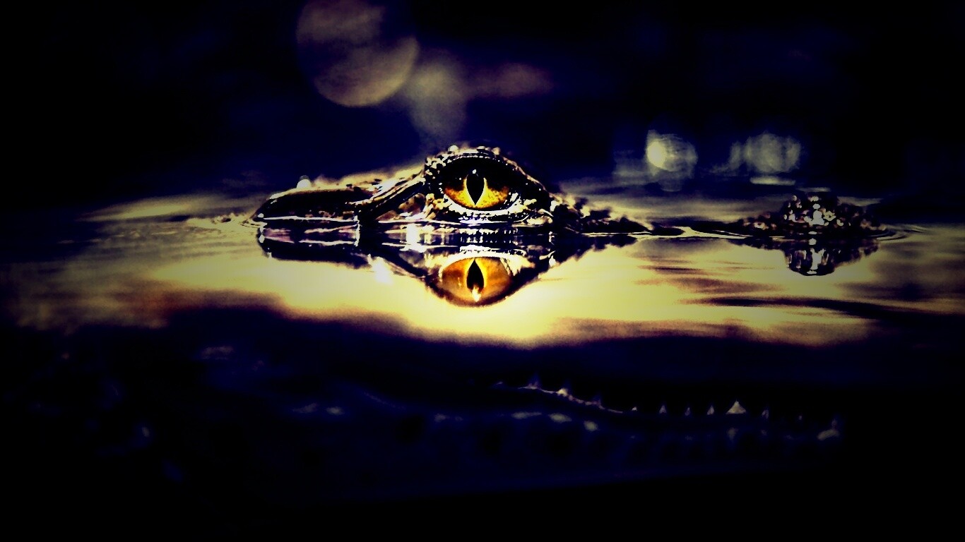 Глаз крокодила обои