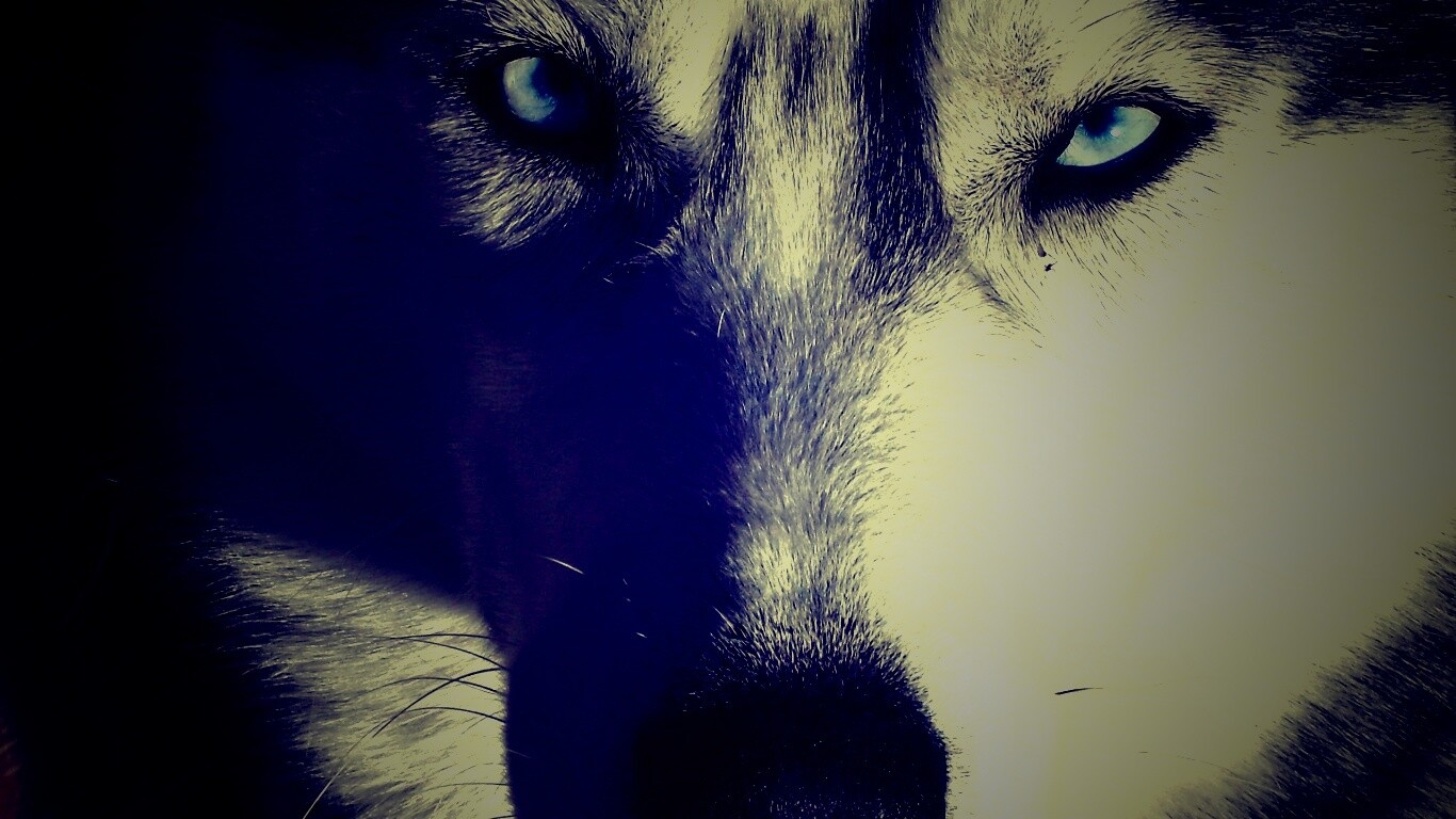 Собака с голубыми глазами обои