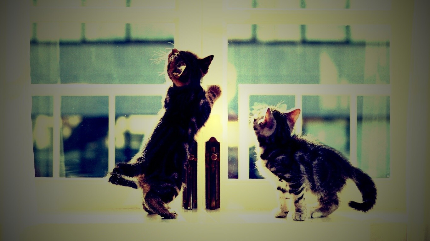 Котята у окна обои
