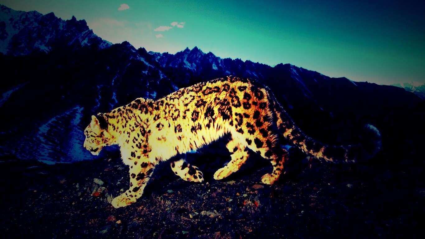 Леопард обои