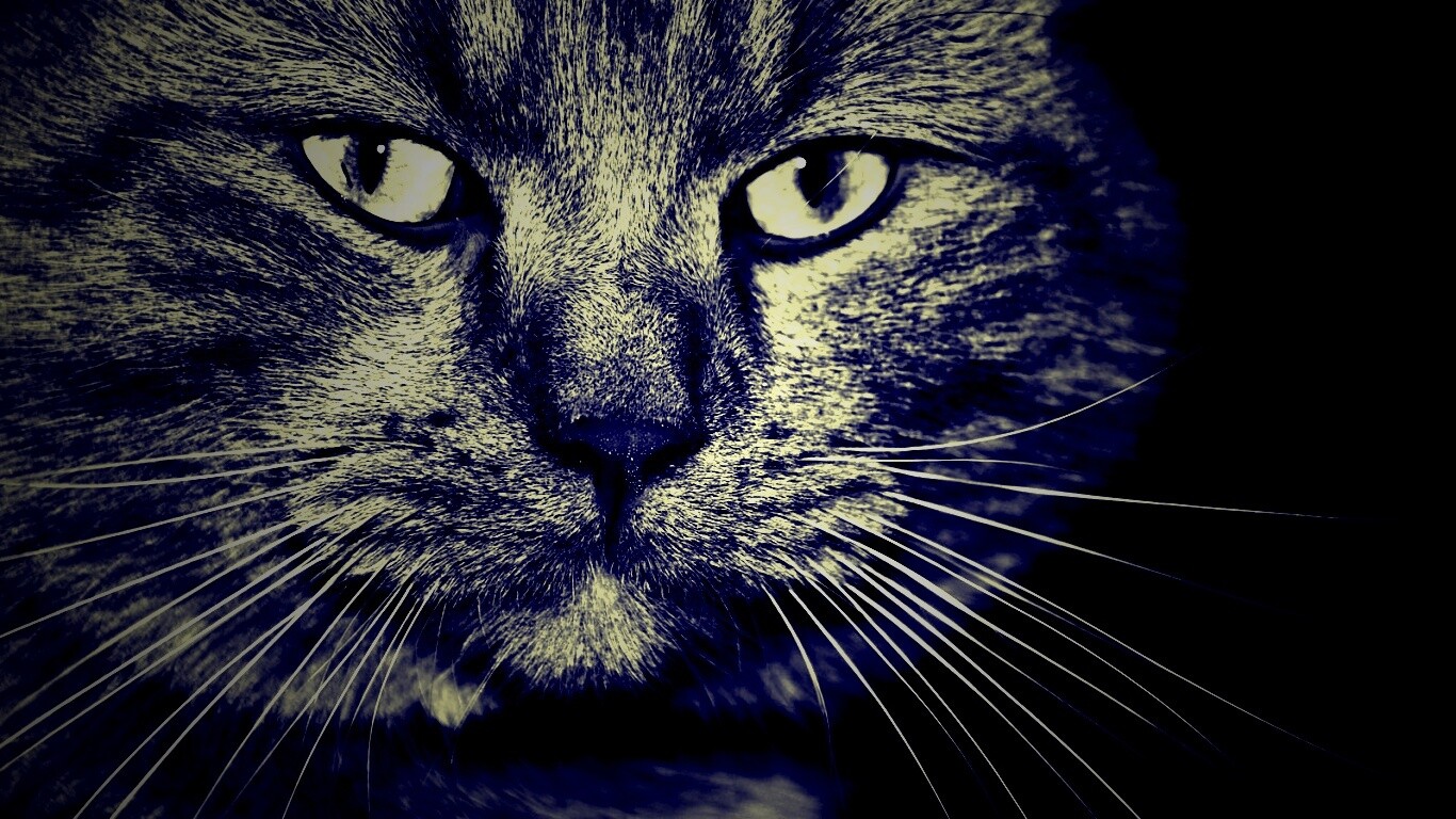 Мудрый кот обои