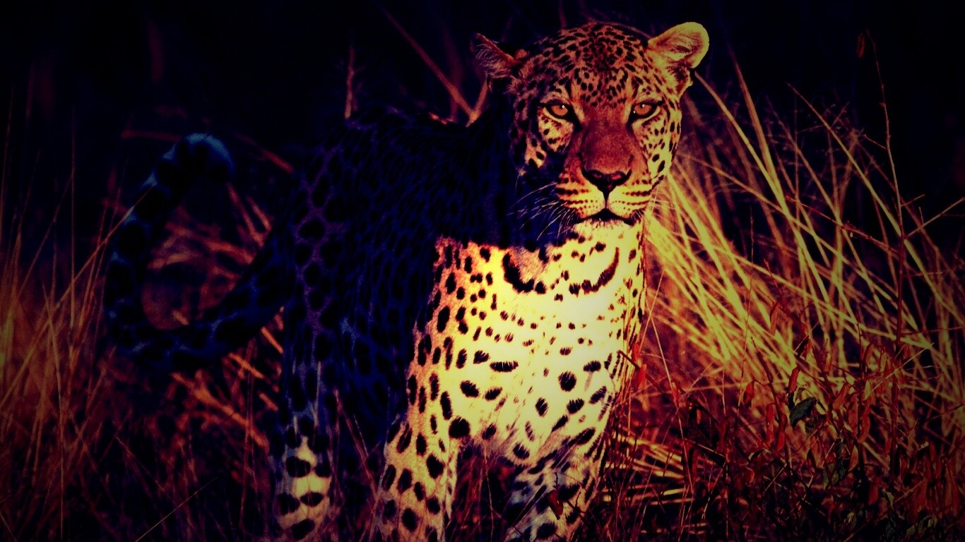 Леопард на охоте обои