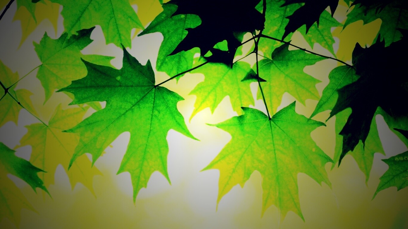 Кленовые листья обои