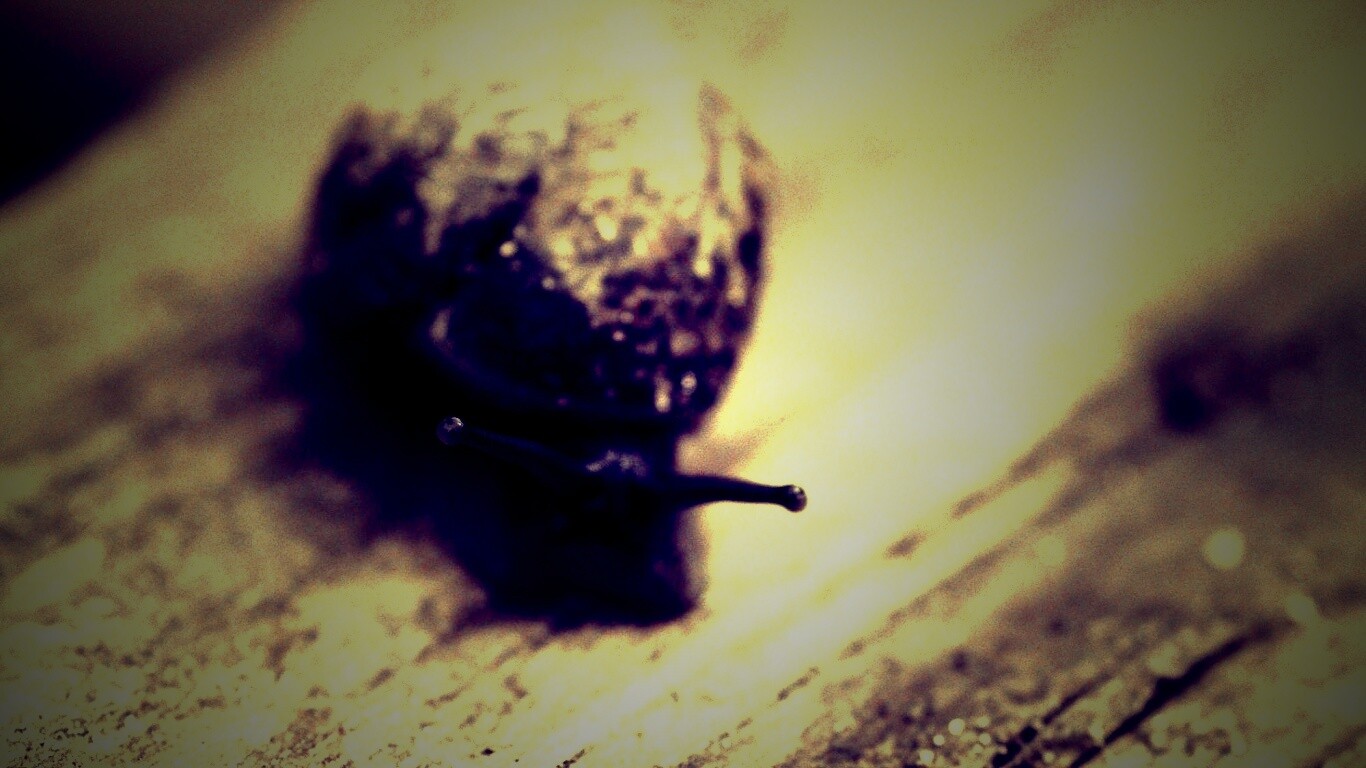 Улитка на ветке обои