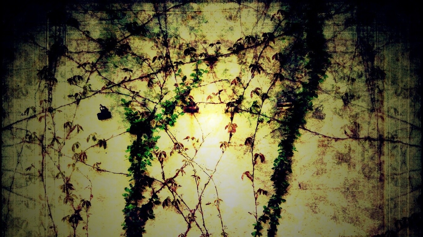 Растение на стене обои