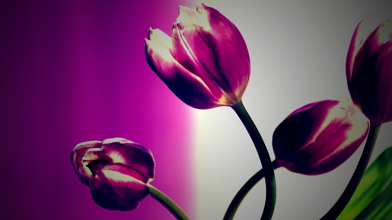 Сиреневые цветы обои