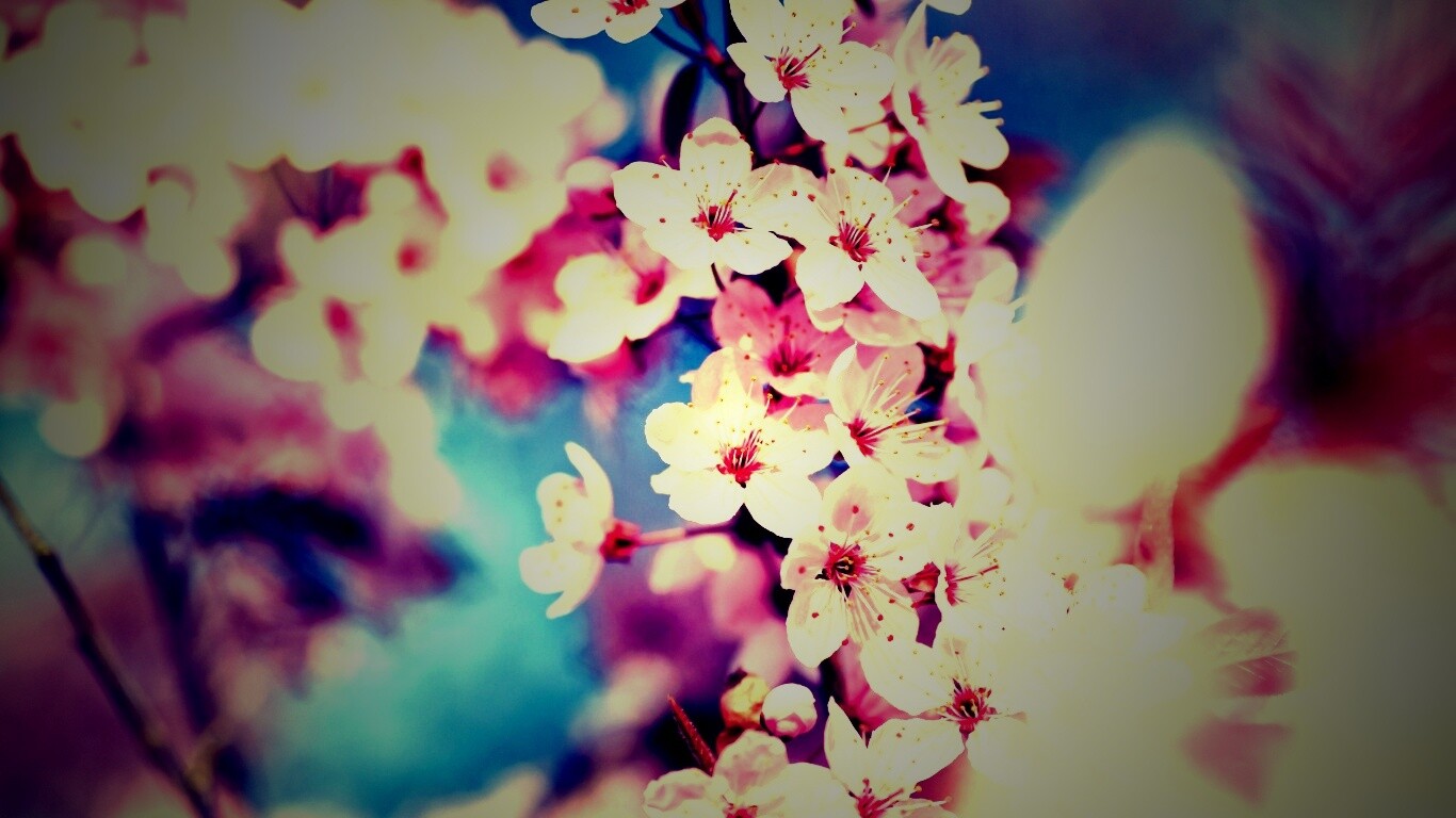 Цветение вишни обои