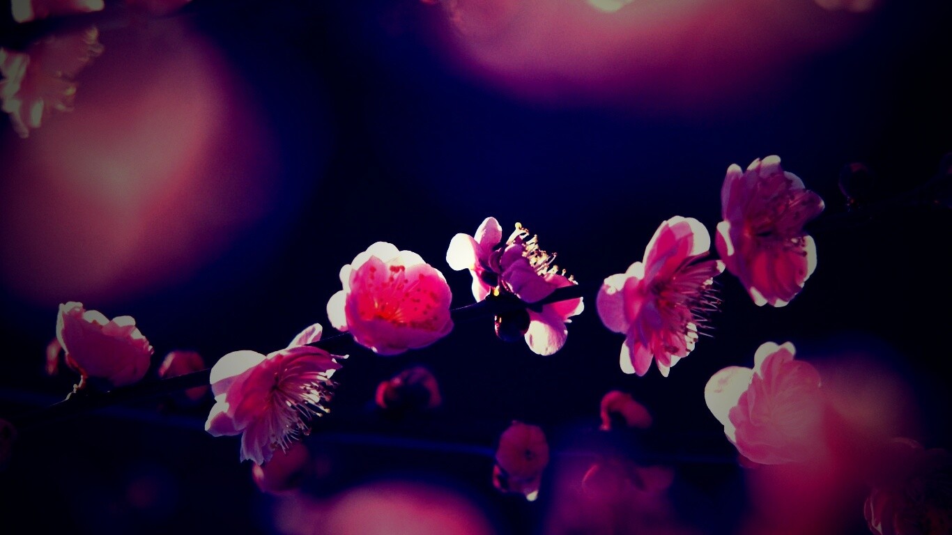 Цветущая вишня обои