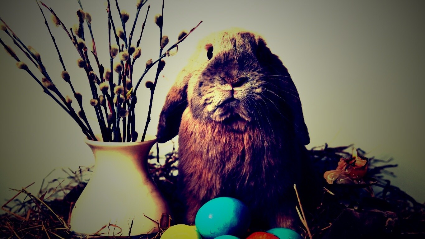 Пасхальный кролик обои