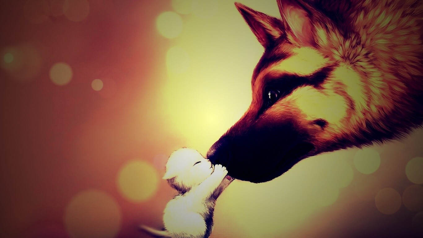 Овчарка и котенок обои