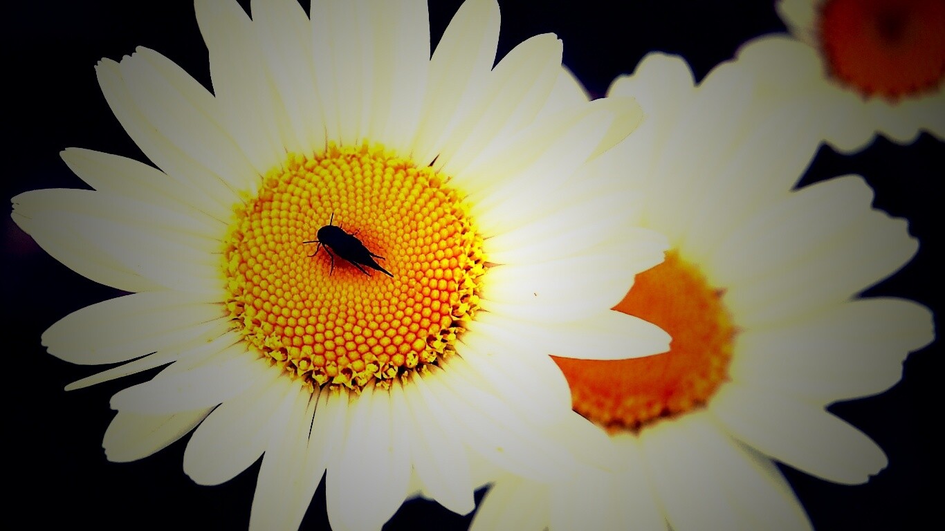 Ромашки обои