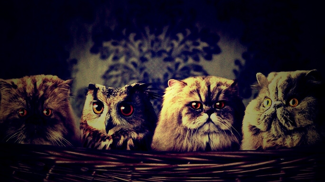 Чужой среди своих обои