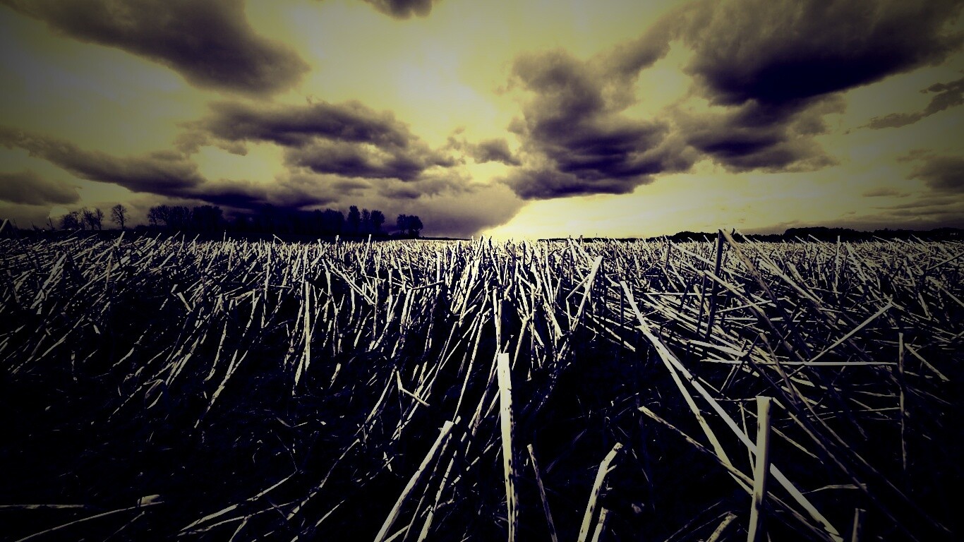 Убранное поле обои