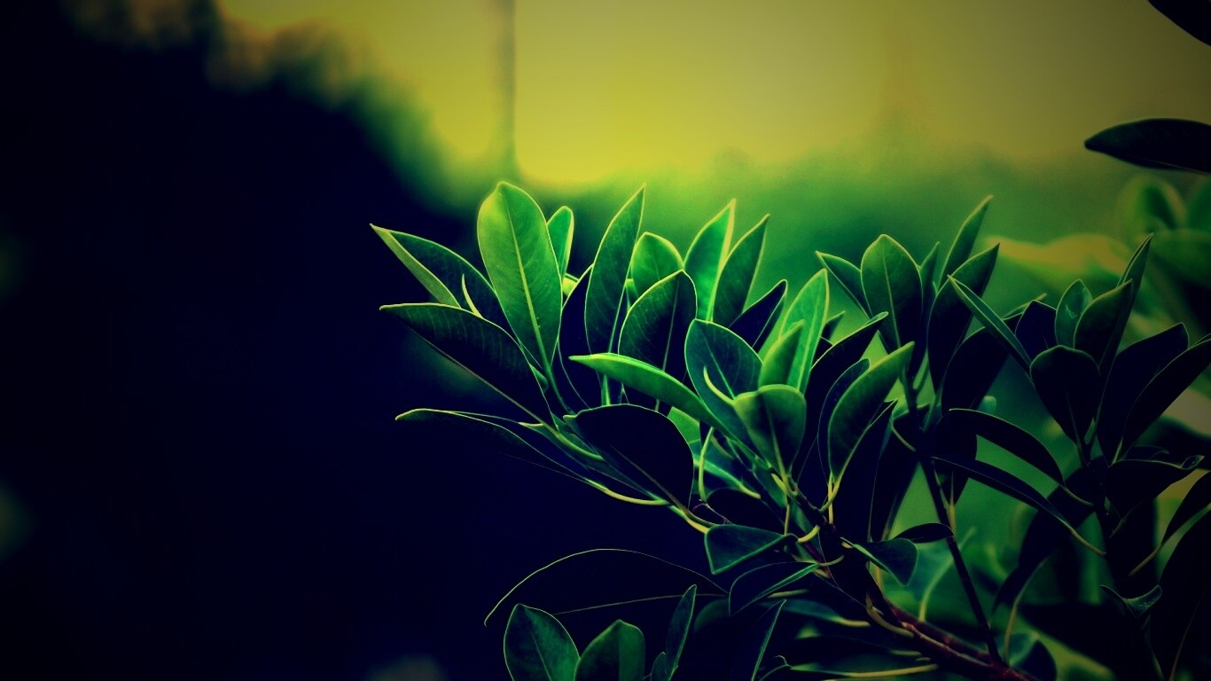 Листья обои