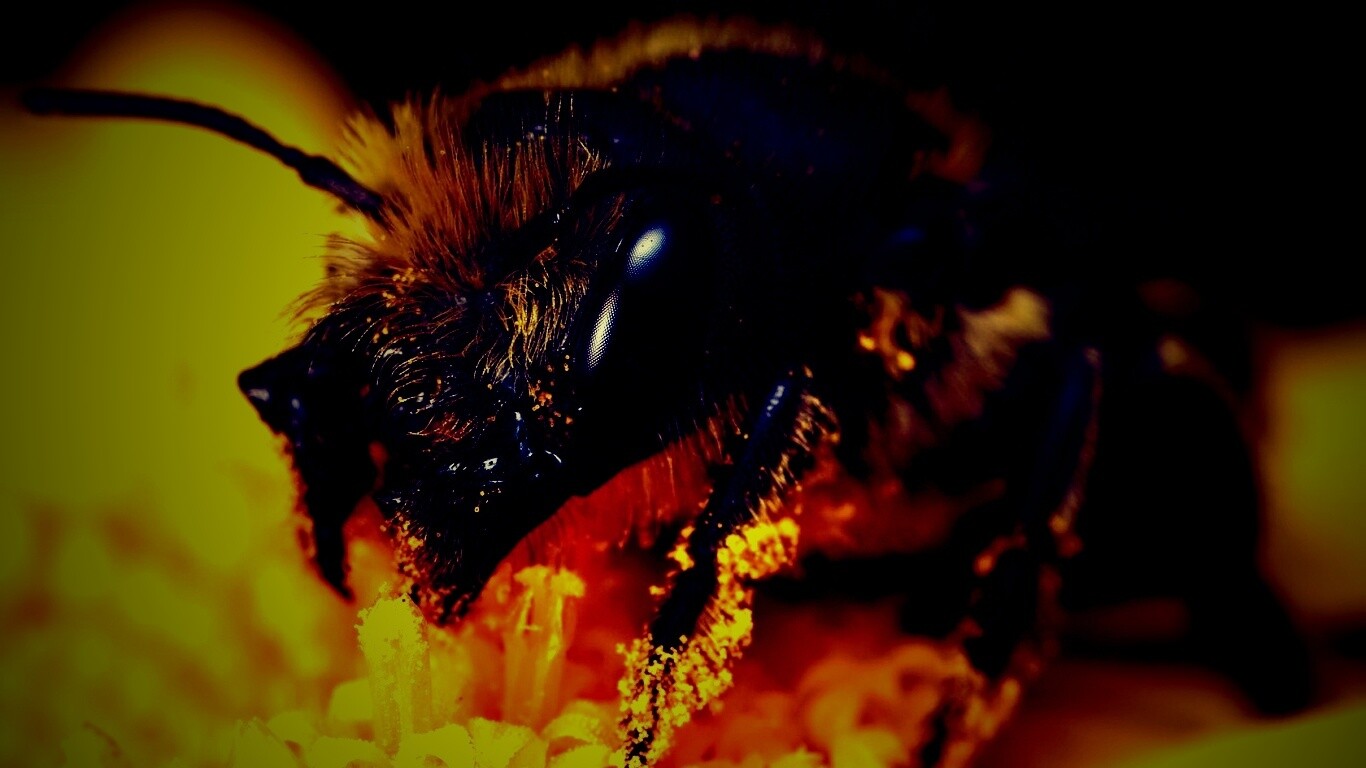 Пчела крупным планом обои