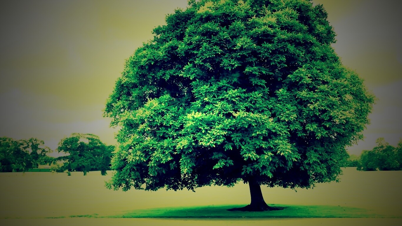 Зеленое ирландское дерево обои