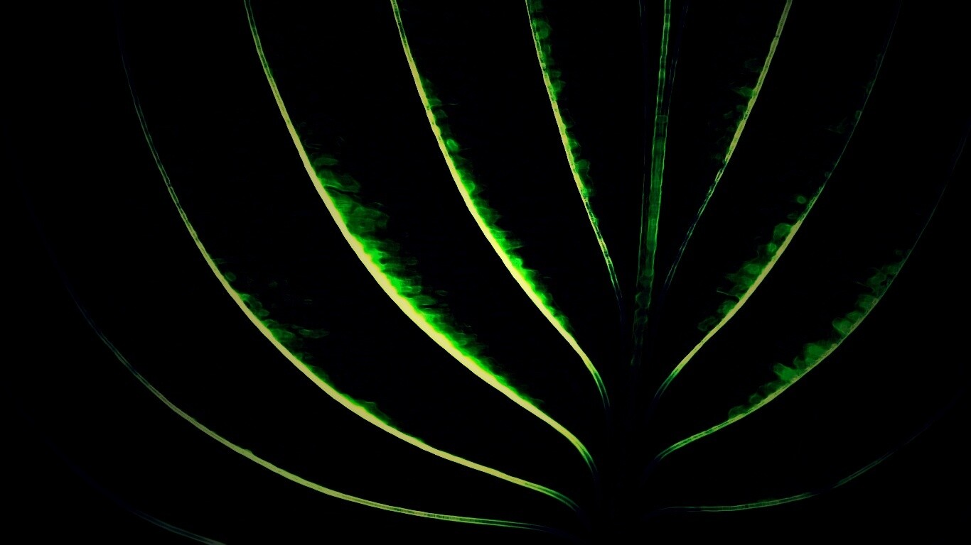 Неоновый лист обои