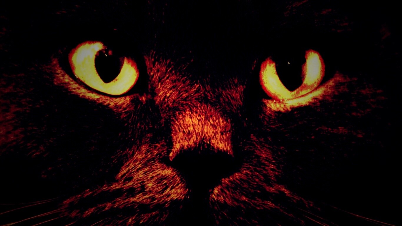 Черный кот с оранжевыми глазами обои