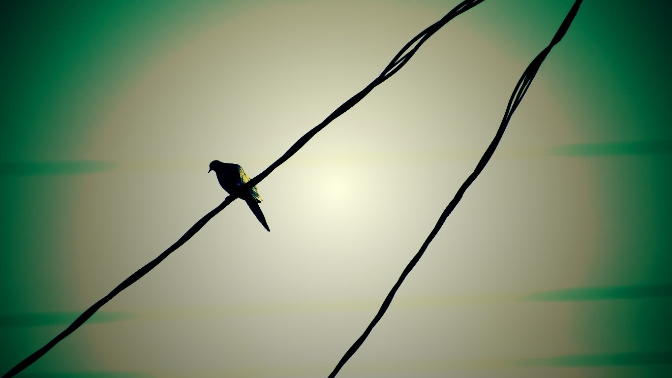 Птица на проводе обои
