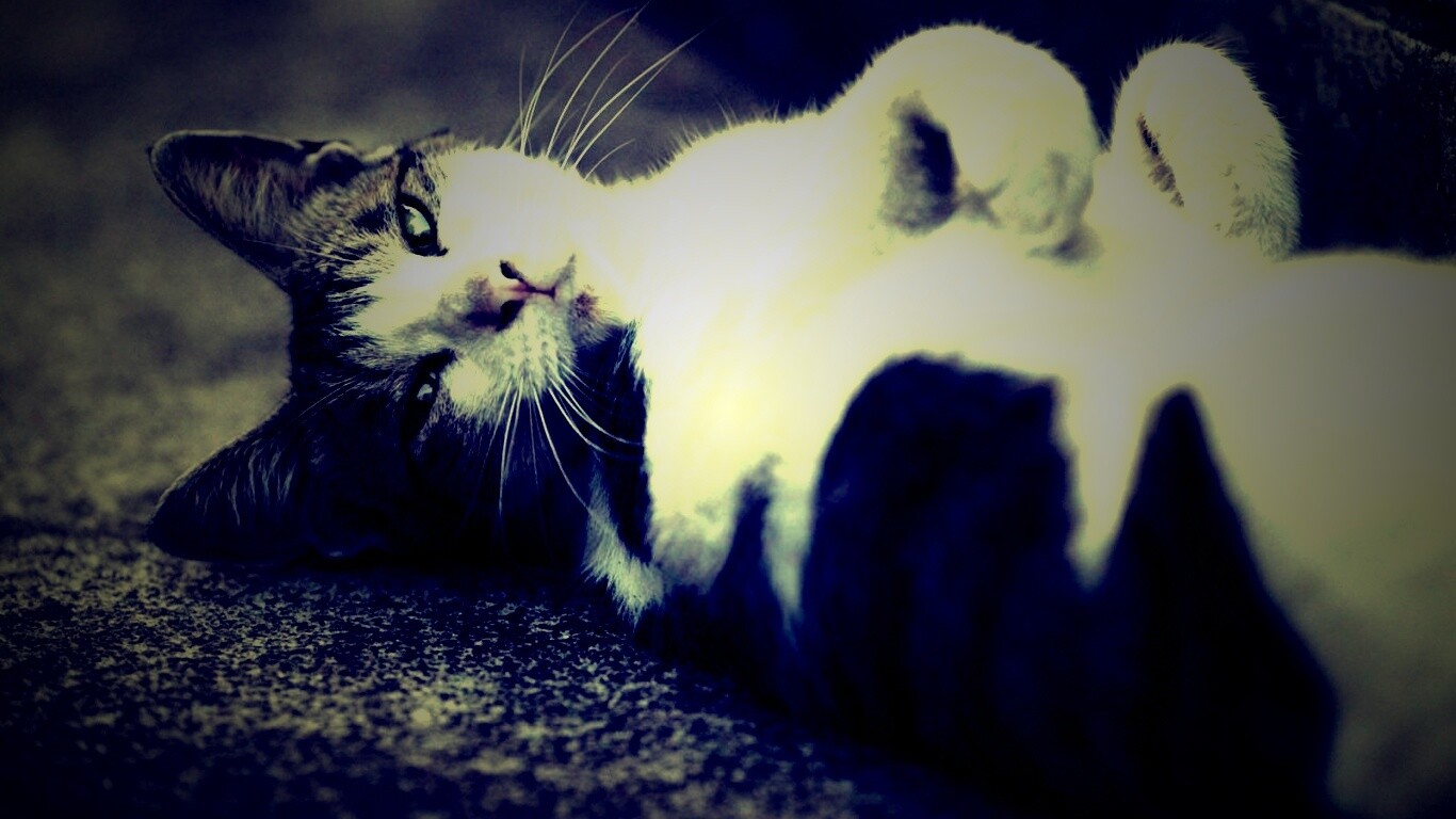 Кот лежит на спине обои