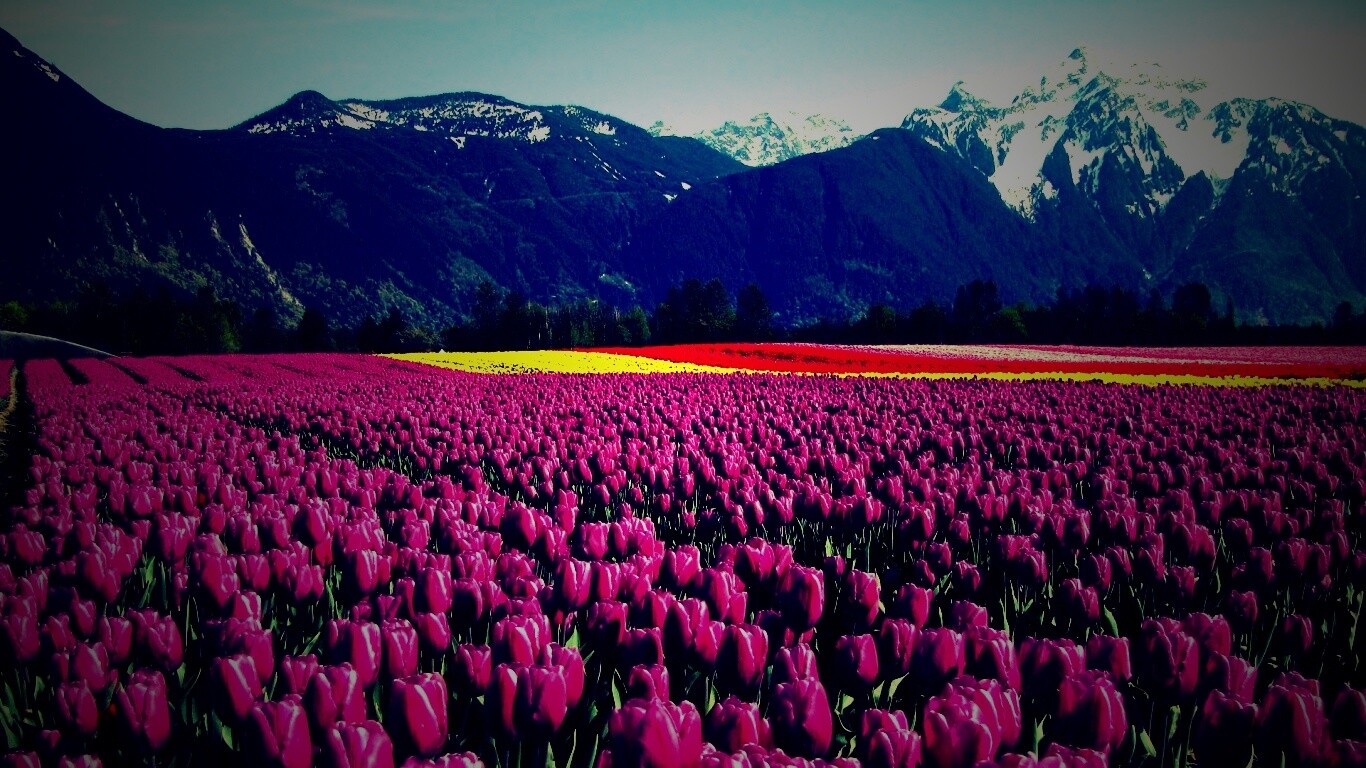 Поле тюльпанов обои