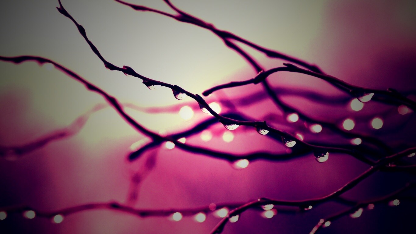 Капли на ветке обои