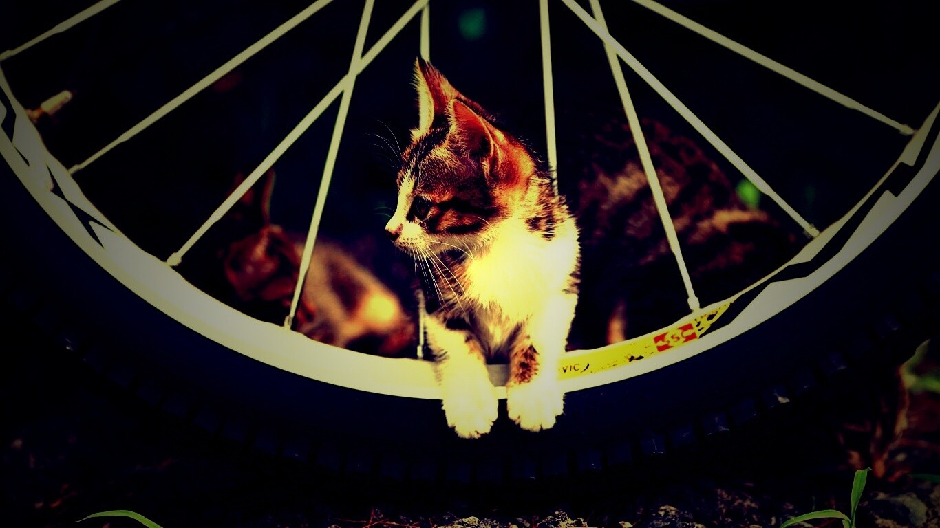 Маленький котенок обои