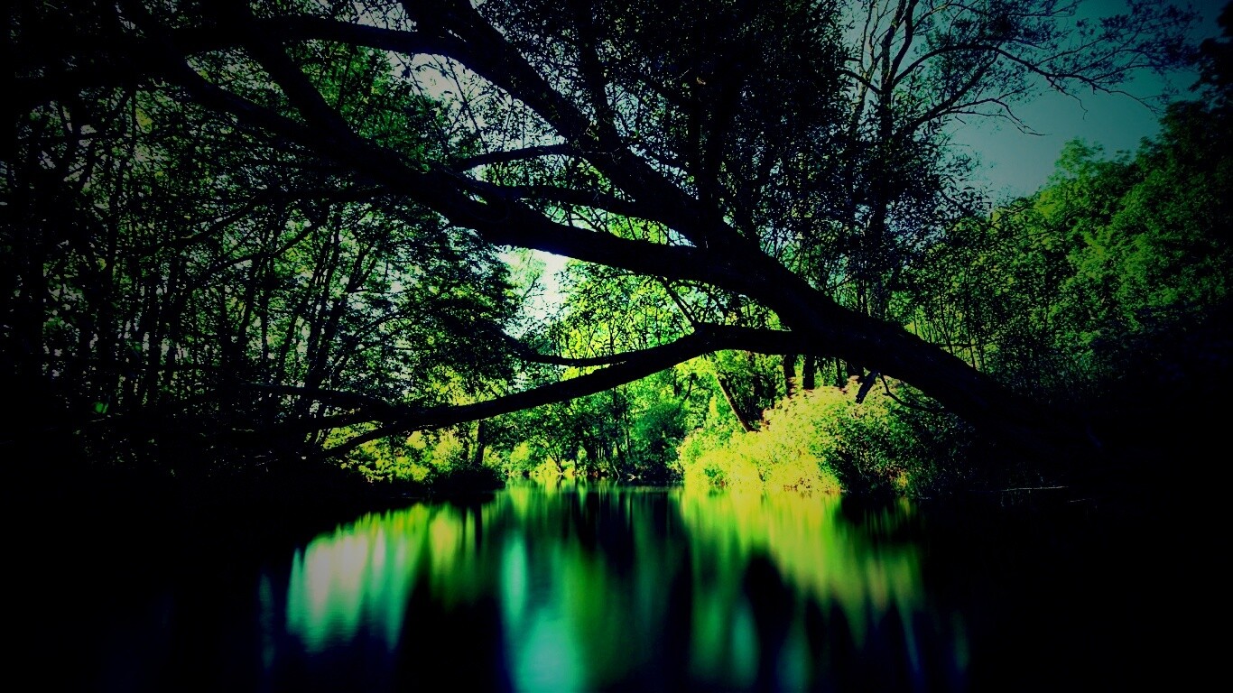 Спокойная лесная река обои