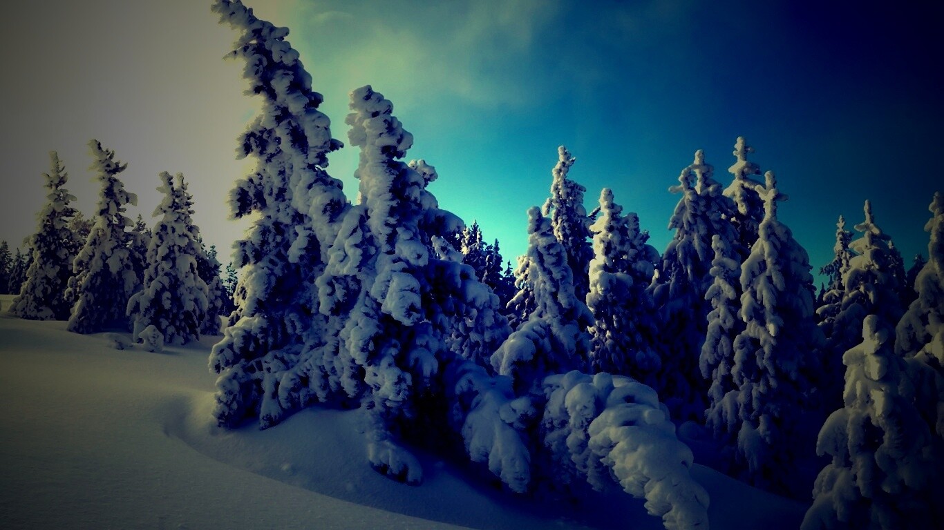 Ели в снегу обои