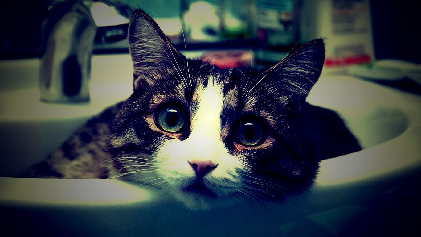 Кошак выглядывает из раковины обои
