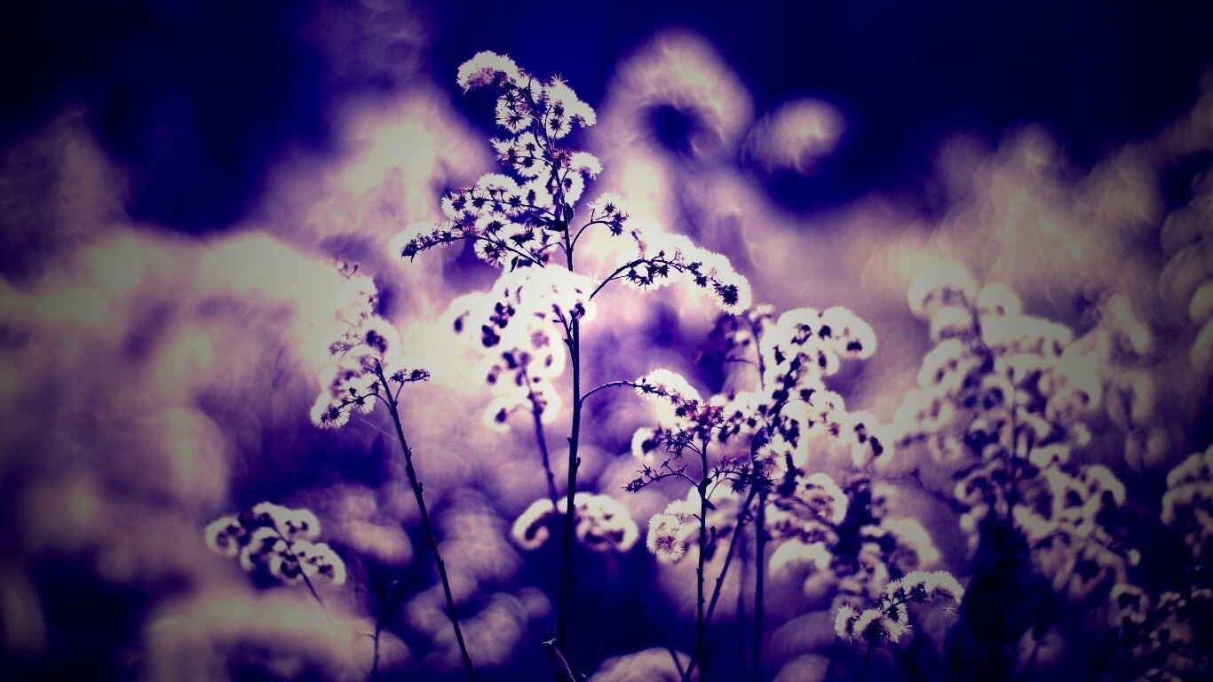 Сиреневые цветы обои