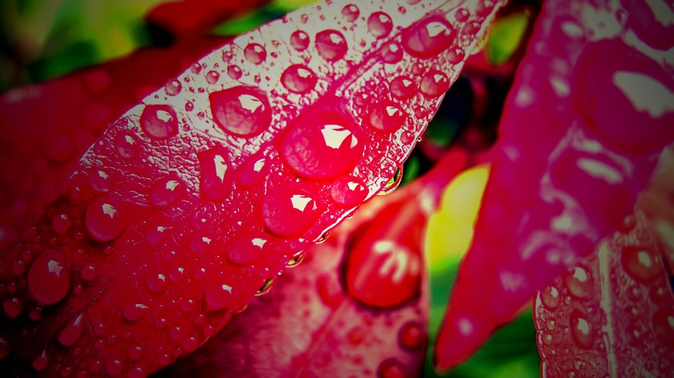 Капли росы на красных листьях обои