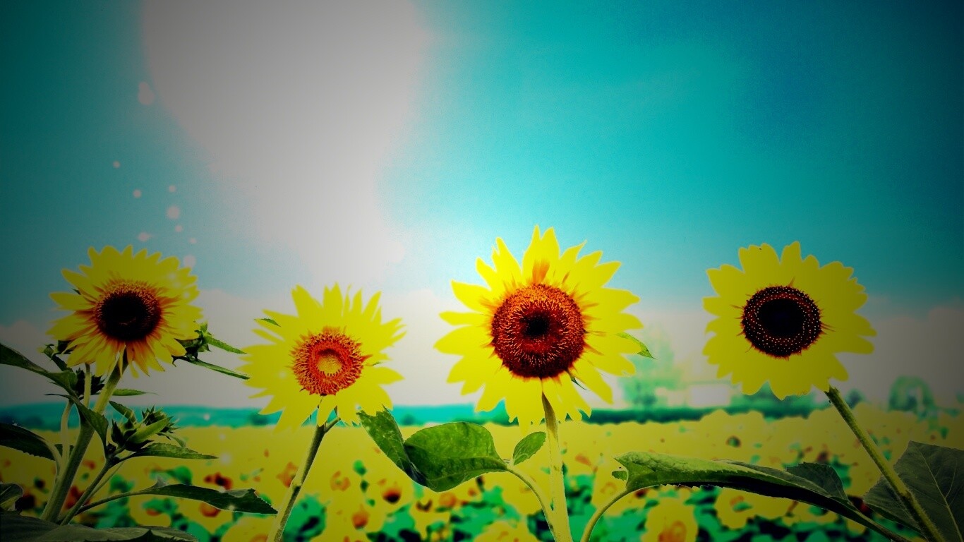 Подсолнухи не смотрят на солнце обои