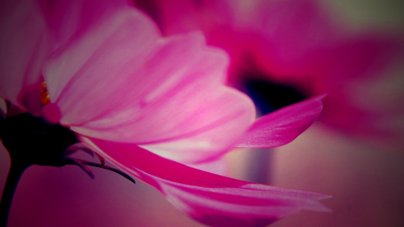 Розовый цветок обои