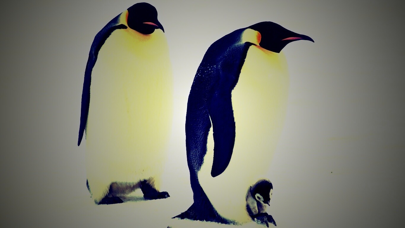 Семья пингвинов обои