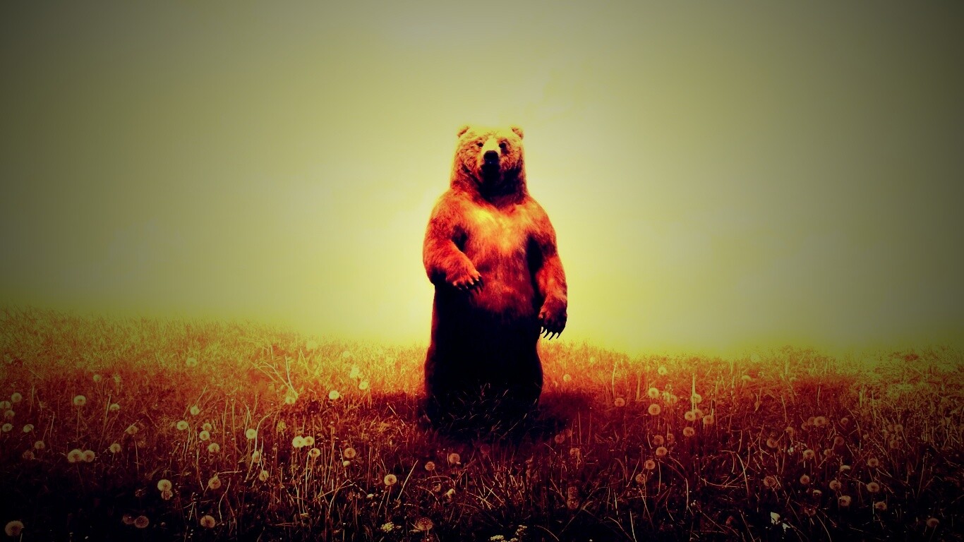 Медведь в одуванчиковом поле обои