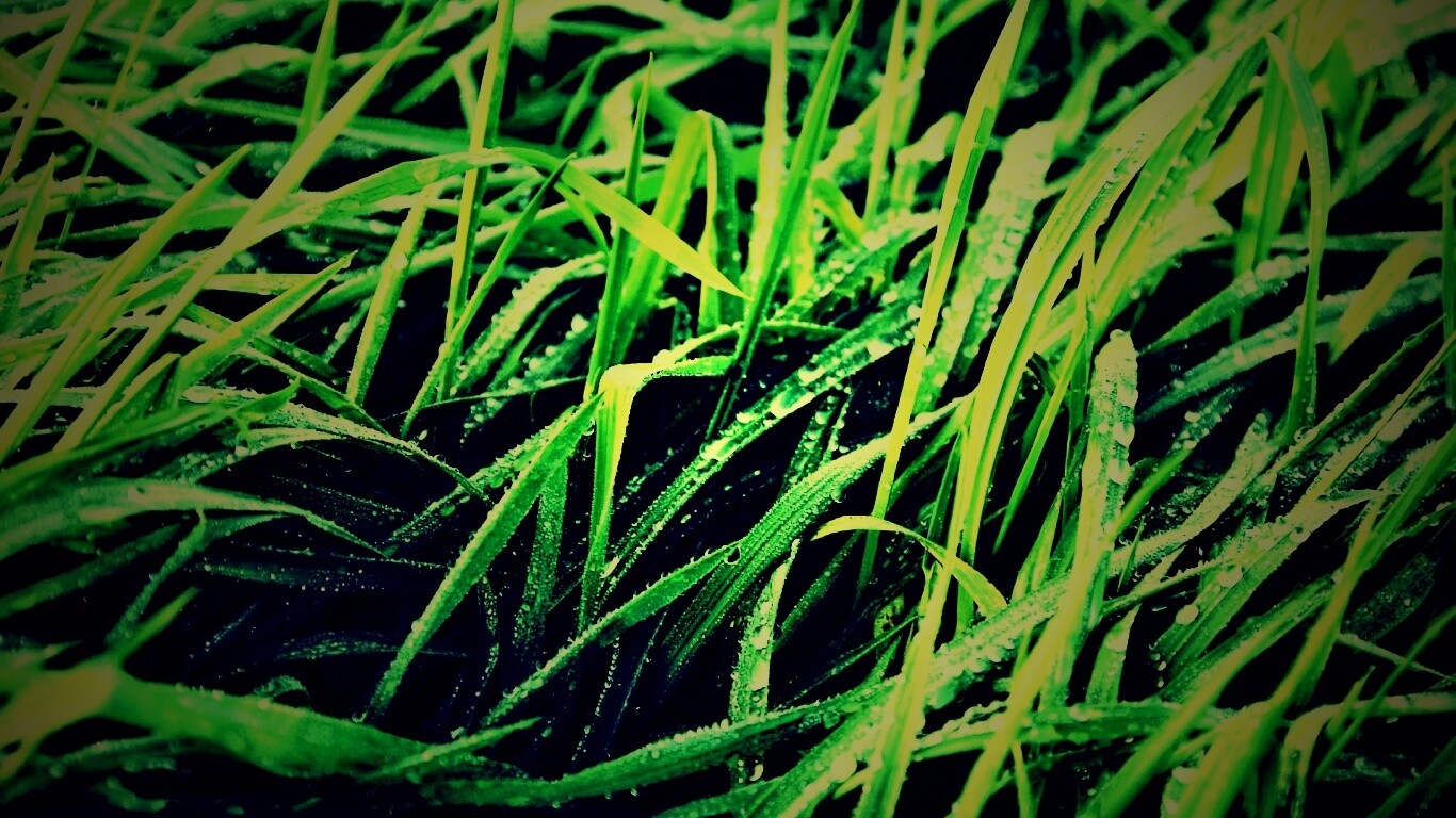 Роса на траве обои