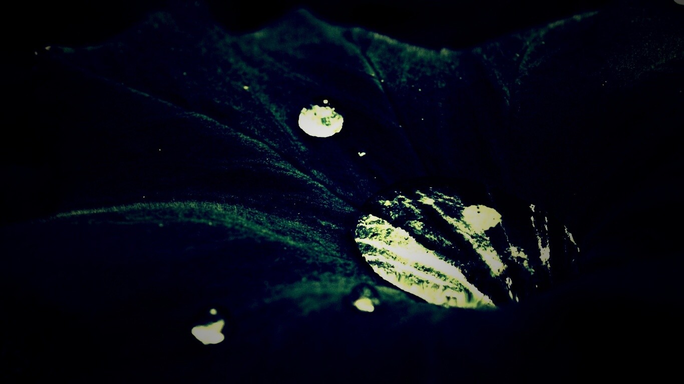 Капля в листе обои