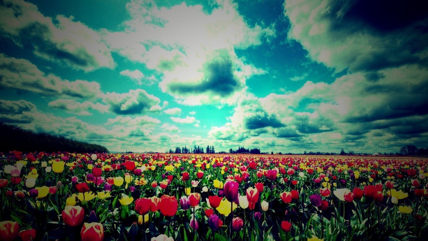 Поле тюльпанов обои