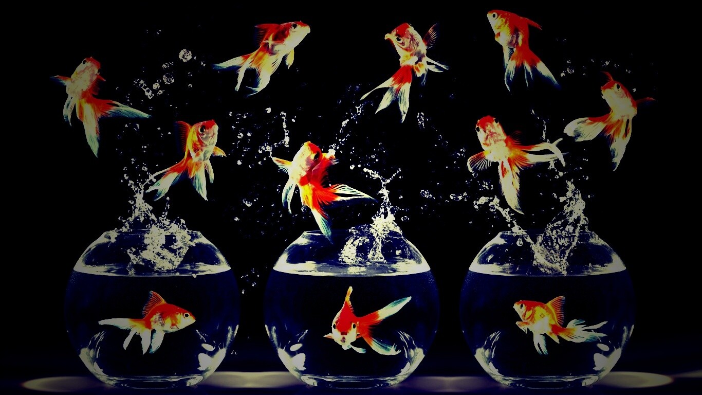 Аквариумы жонглируют рыбами обои
