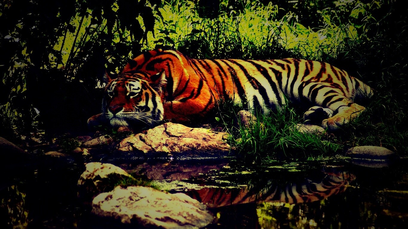 Тигр отдыхает обои