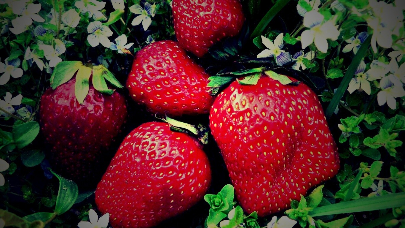 Клубника обои