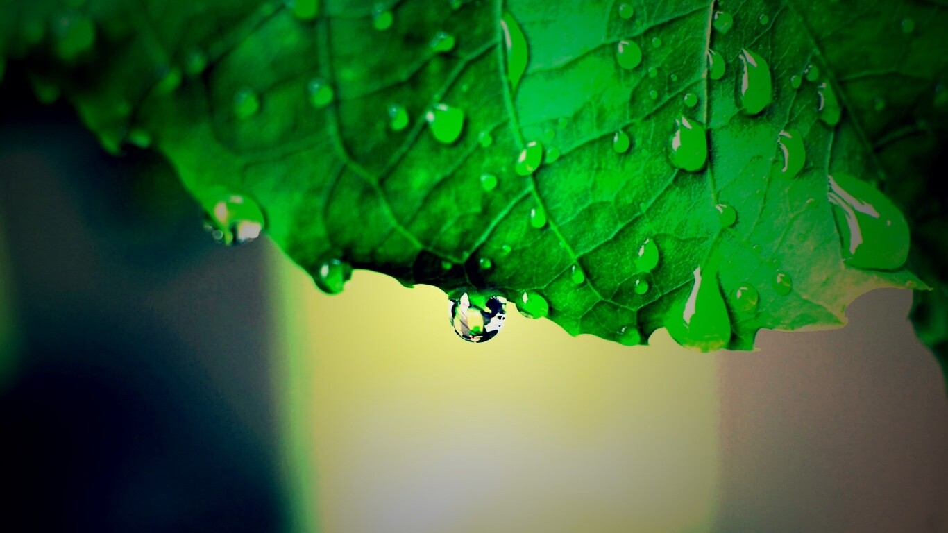 Роса на листе в макро обои