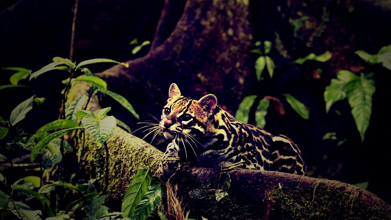 Оцелот обои