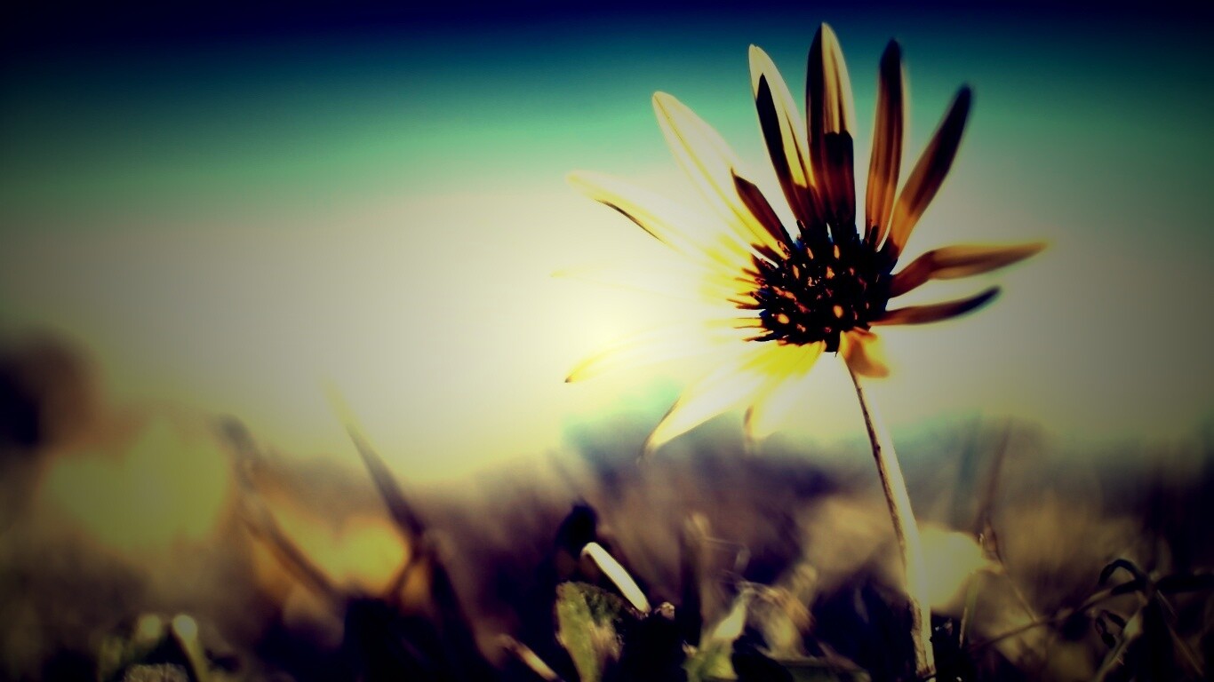 Летний цветок на солнце обои